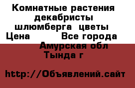 Комнатные растения, декабристы (шлюмберга) цветы › Цена ­ 300 - Все города  »    . Амурская обл.,Тында г.